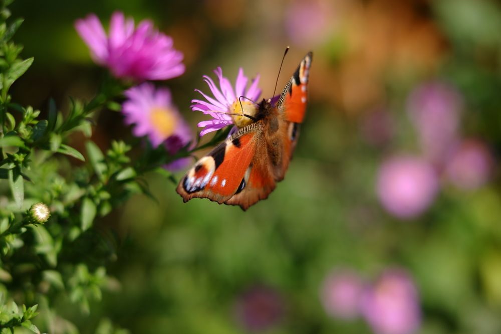Photograph by Янина Найденцева