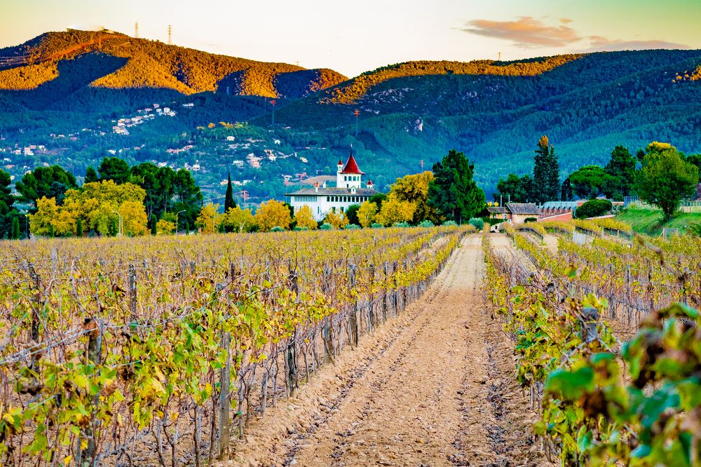 Фотография автора Alejandro Suwezda