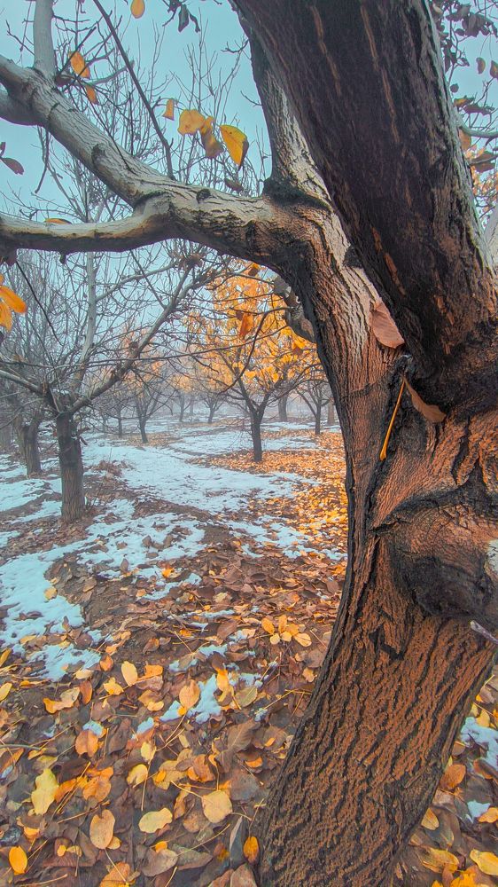 Photograph by ali jafari