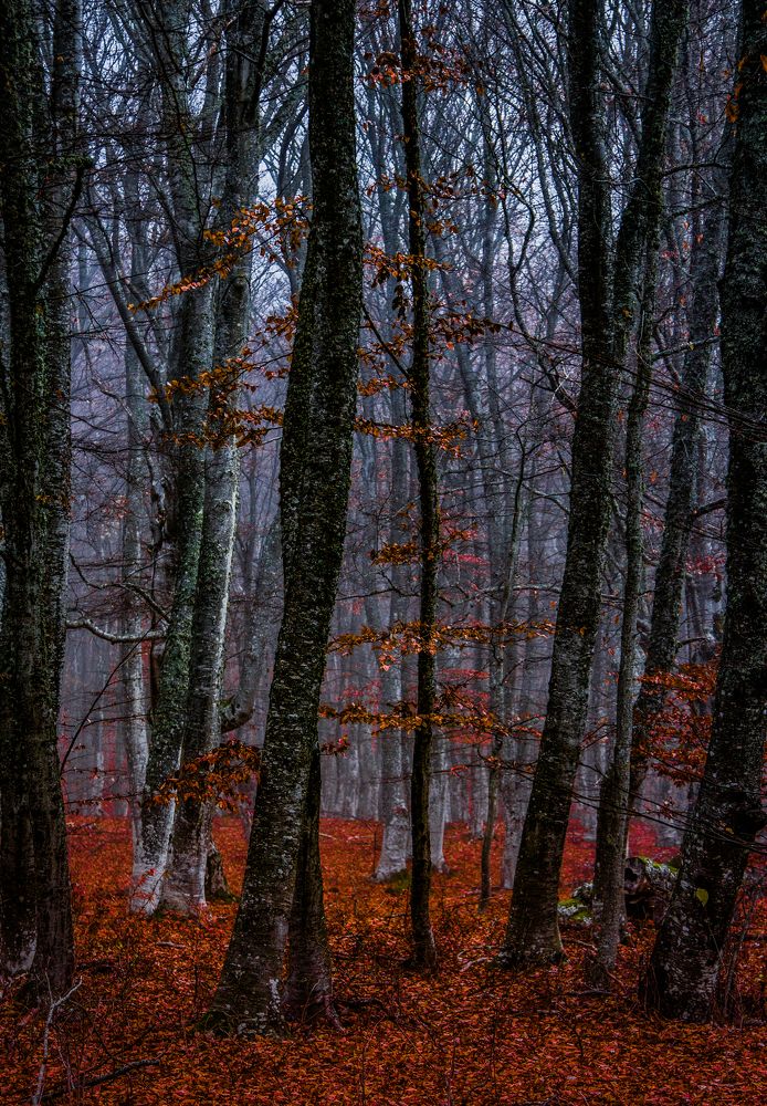 Photograph by Александр Воронов