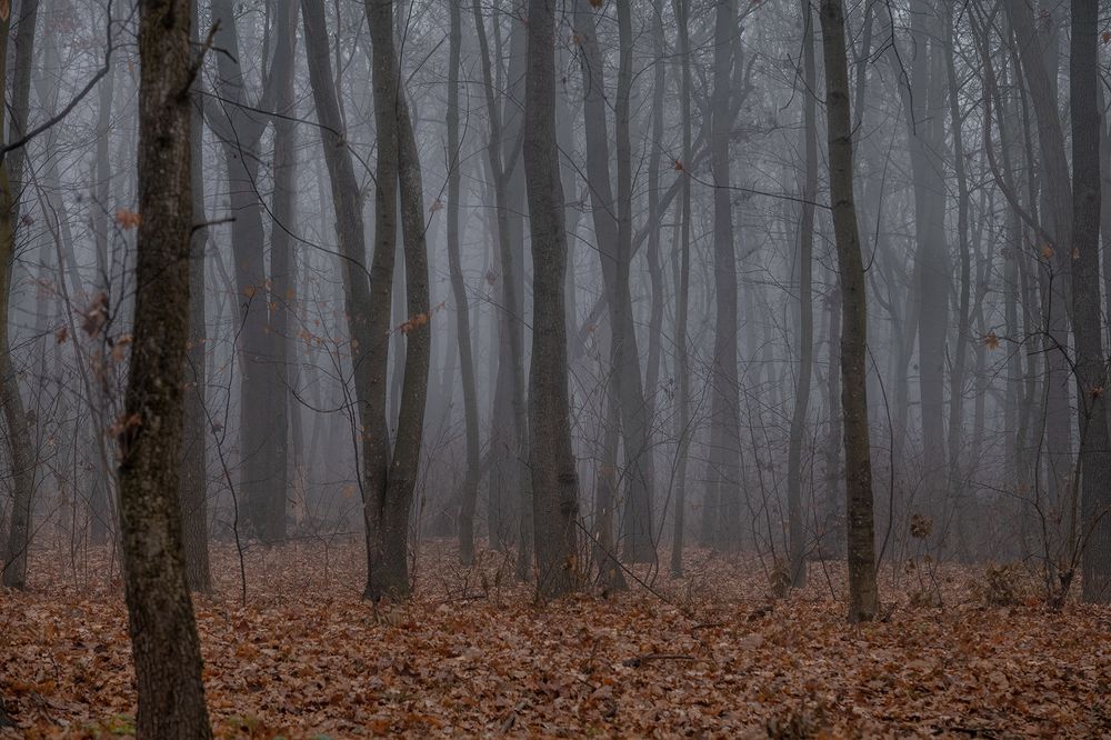 Фотография автора Анна Пикаленко