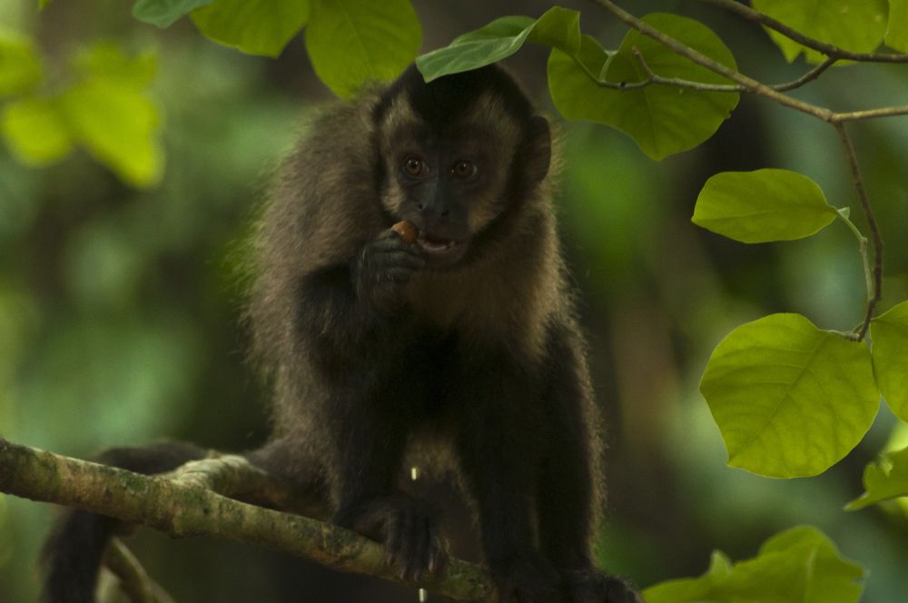 The capuchin monkey