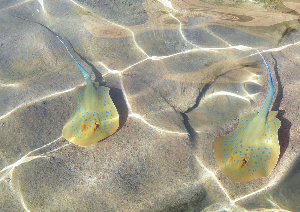 Photograph by Игорь Лотыш