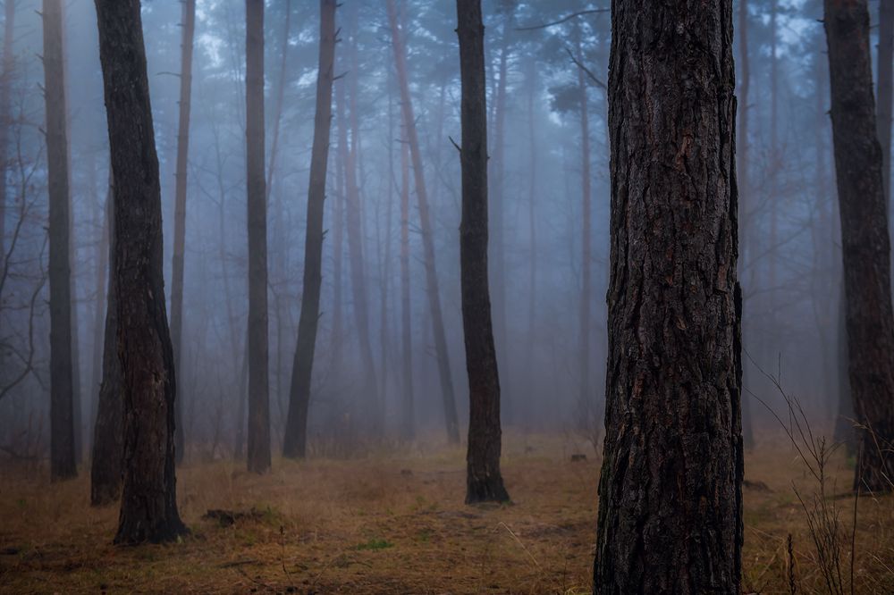 Фотография автора Анна Пикаленко