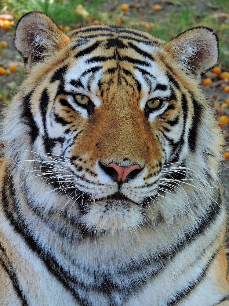 Photograph by LIDIA YUSUPOVA