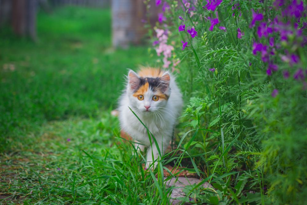 Фотография автора Ivan Karpoff