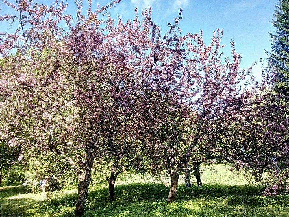 Фотография автора Irina Mihailovskaya