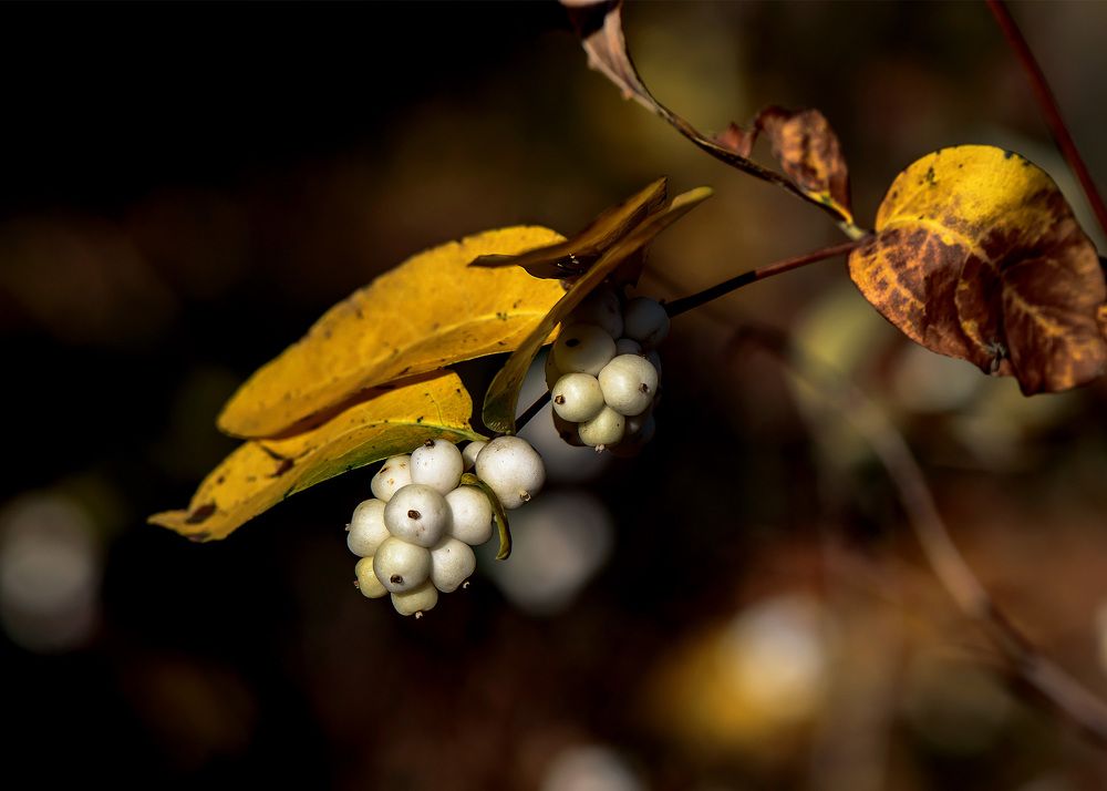 Снежные ягоды