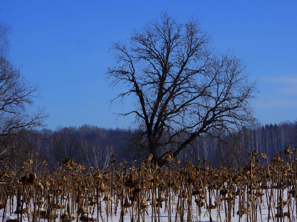 Photograph by Павлов Дмитрий