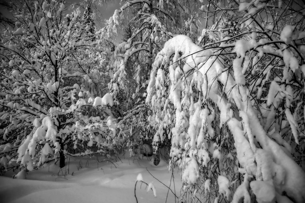 Photograph by Aleksandr Larionov