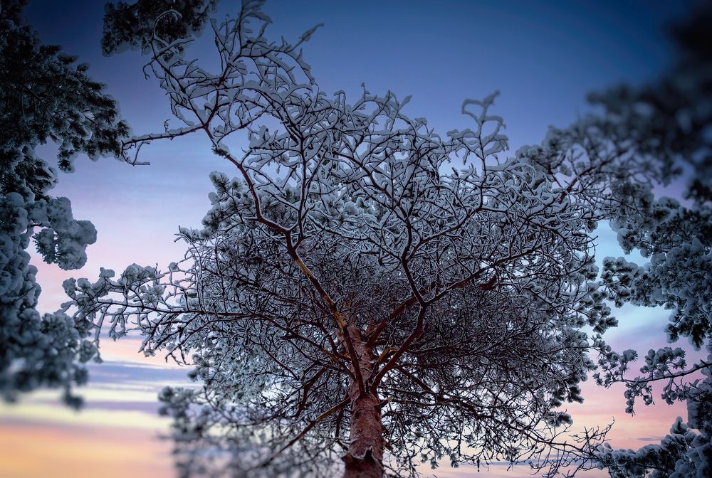 Фотография автора Ольга Попова