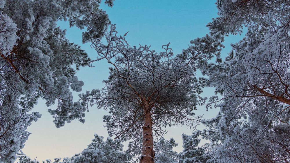 Фотография автора Ольга Попова
