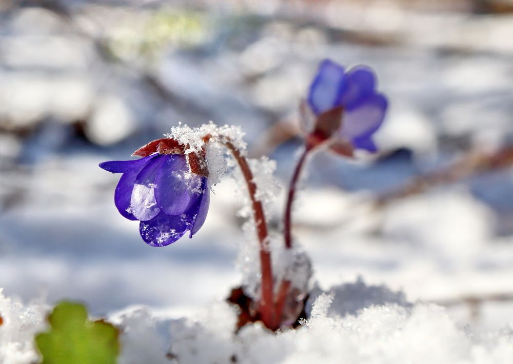 Весеннее утро