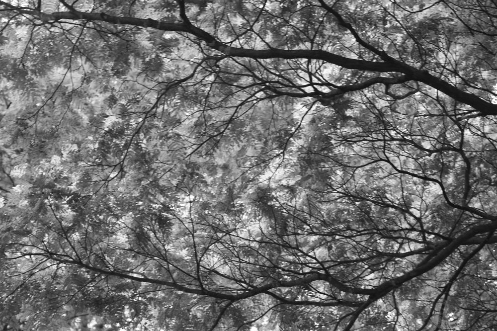 Photograph by RENAN TREVIZAN SANTOS