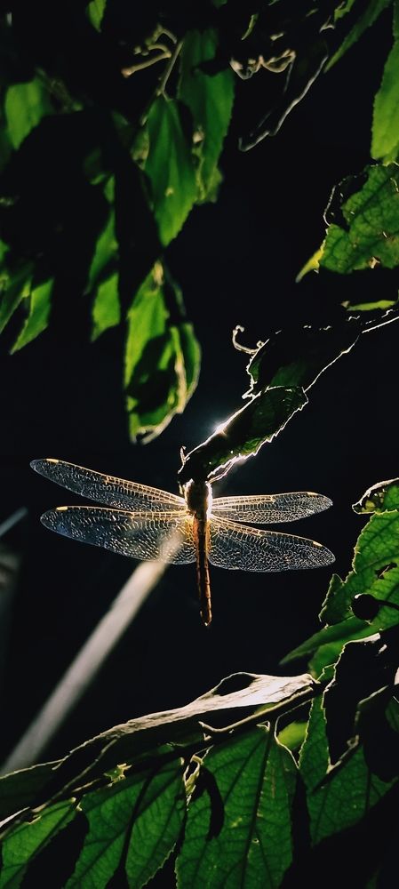 Photograph by Krishna Sai