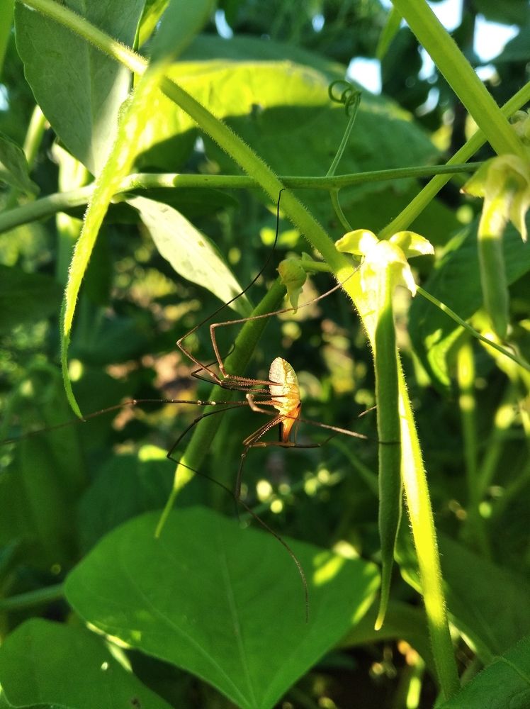 Солнечная ванна косеножки-почтальона