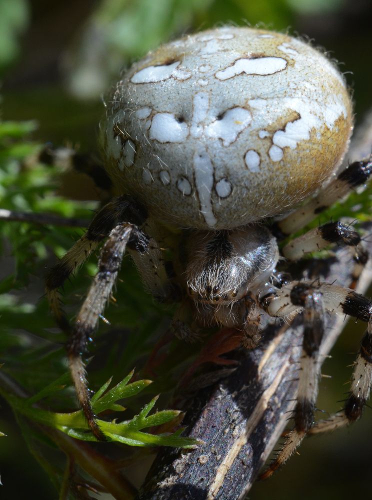 Фотография автора Вадим Писарев