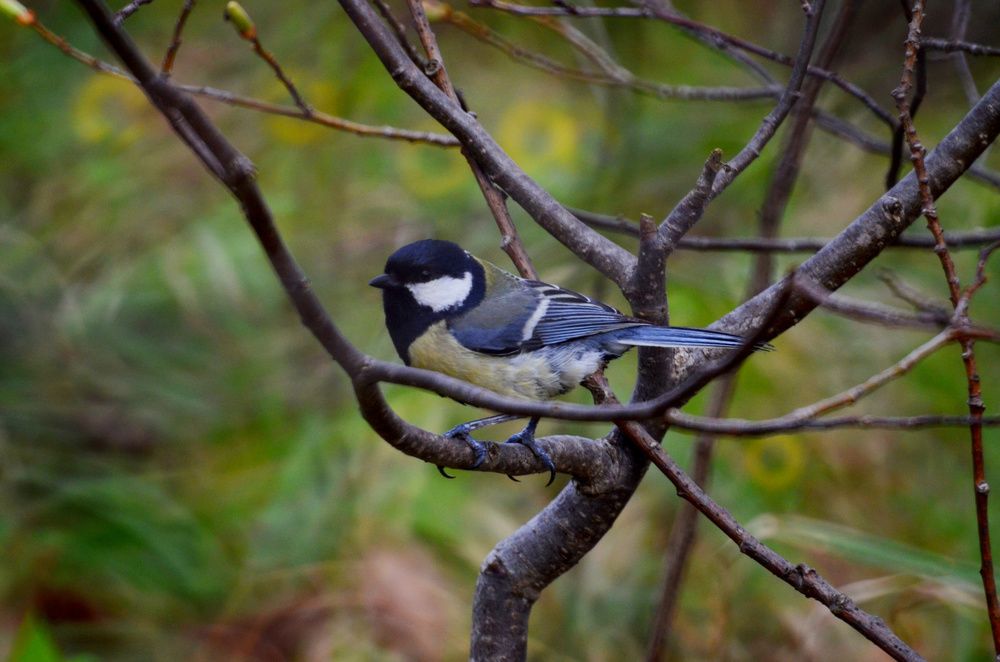 Фотография автора Вадим Писарев