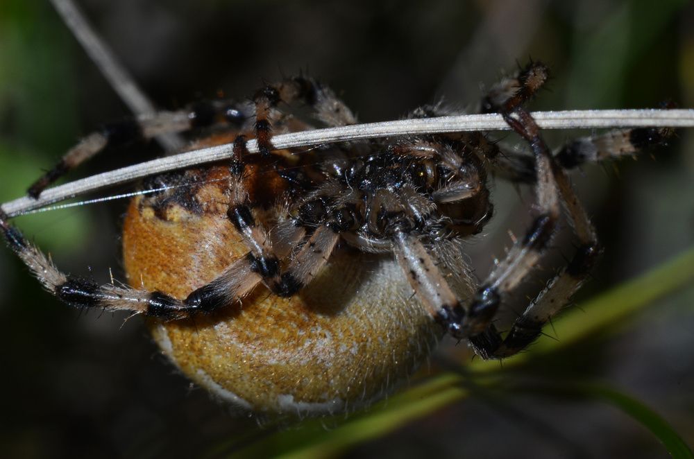 Паук - крестовик.