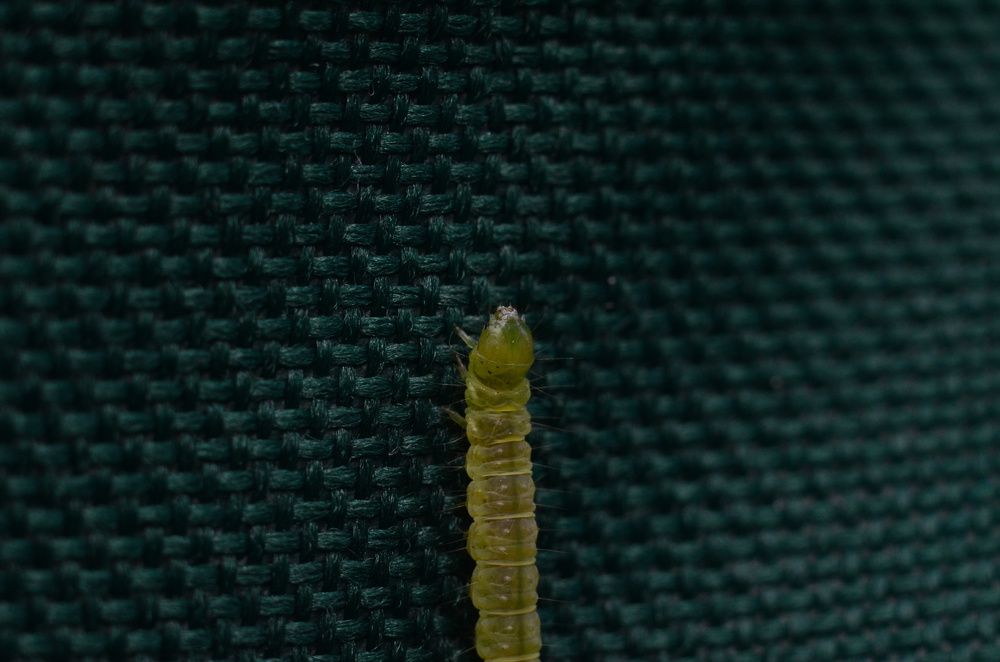 Фотография автора Вадим Писарев