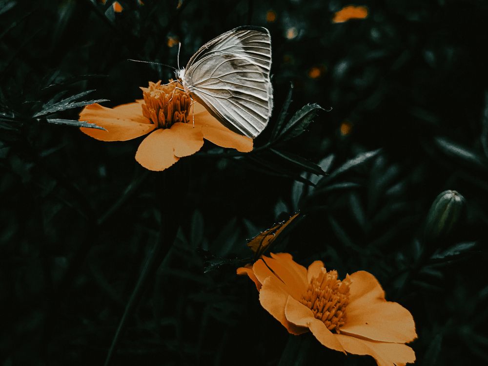 Photograph by Abdollah Fallah