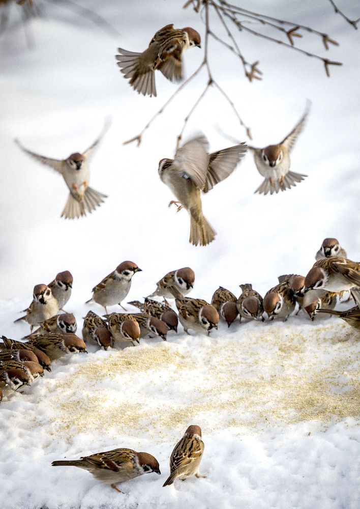 Фотография автора Сергей Метелица