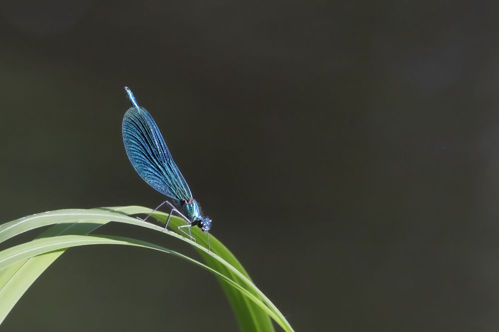 Photograph by Donatas