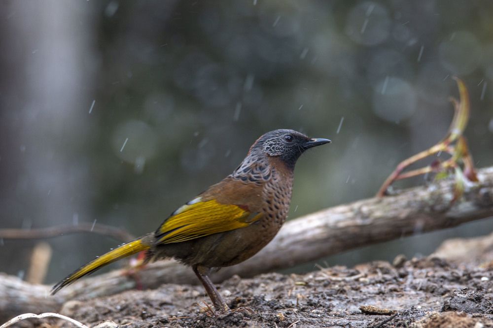 Photograph by Chencho Wangdi