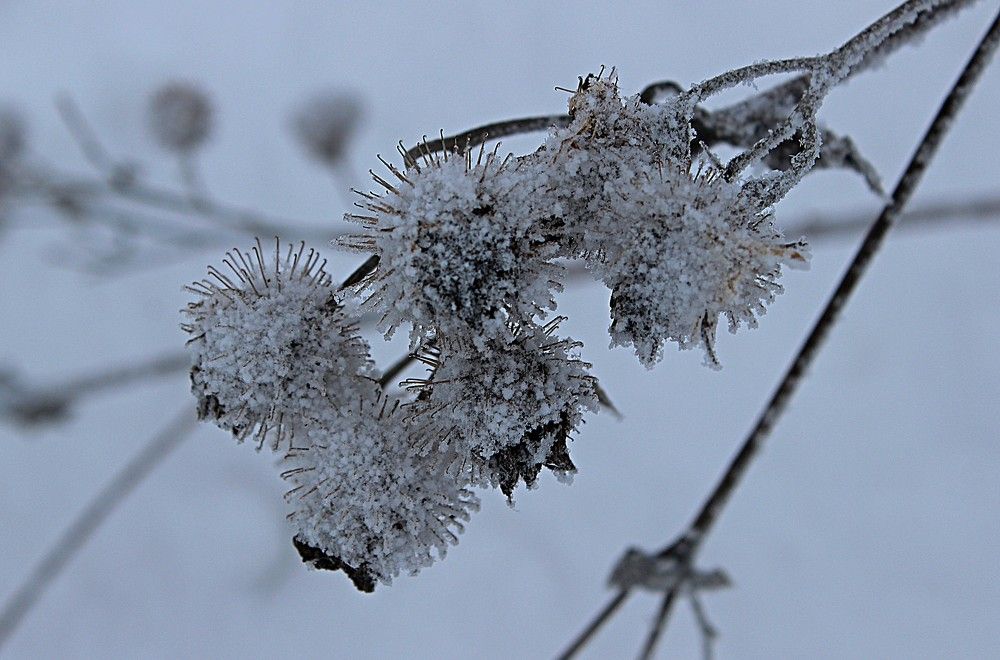 Морозные цветы
