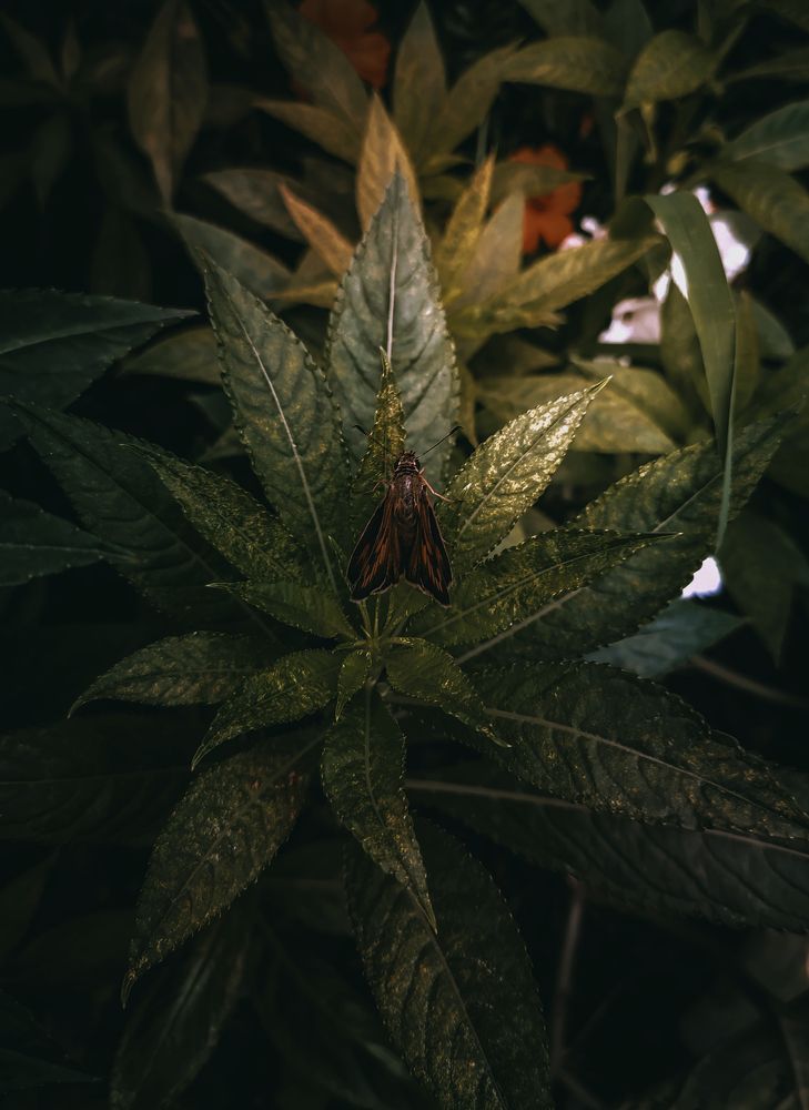 Photograph by Abdollah Fallah