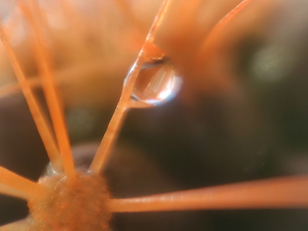 Photograph by Александр Коваль