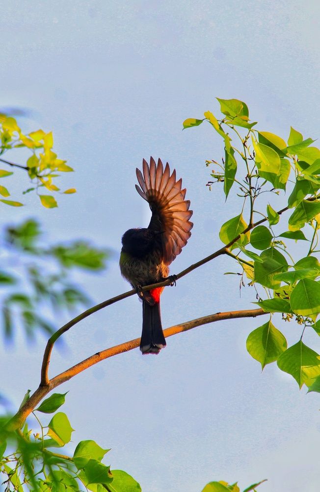 Photograph by Joy Mohonto