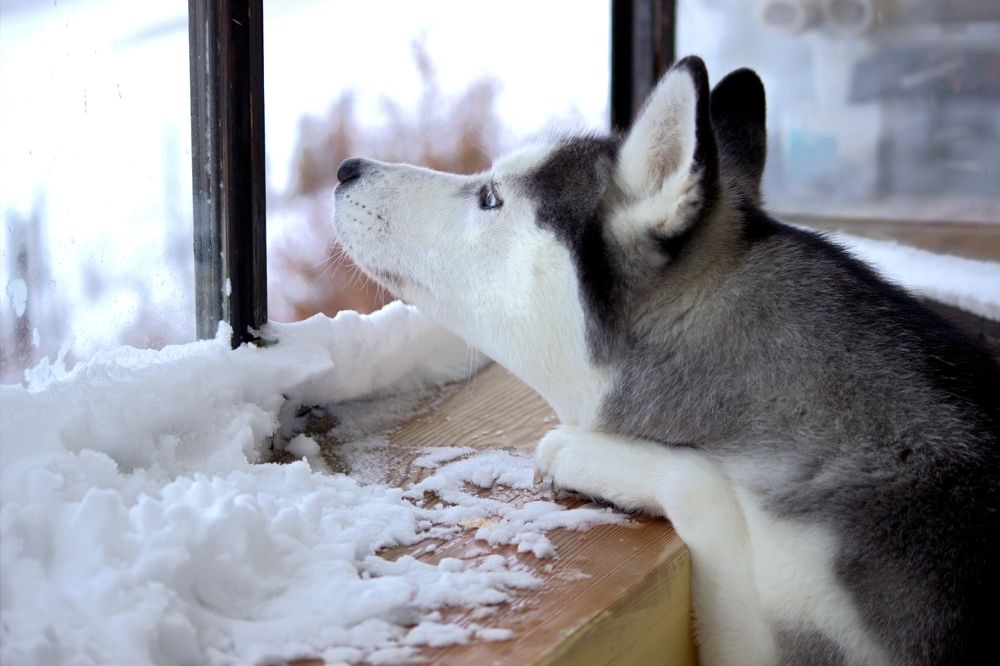 Photograph by Юлия Мешаева