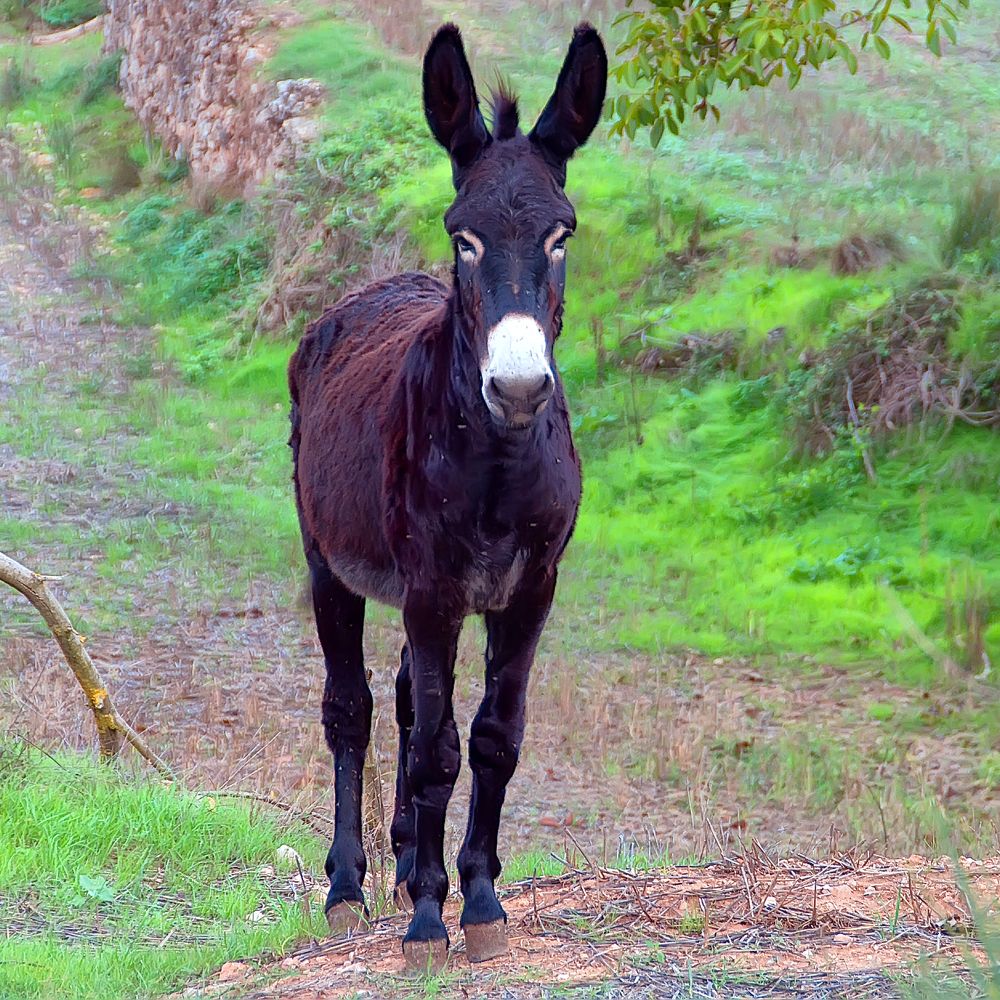Фотография автора Alejandro Suwezda