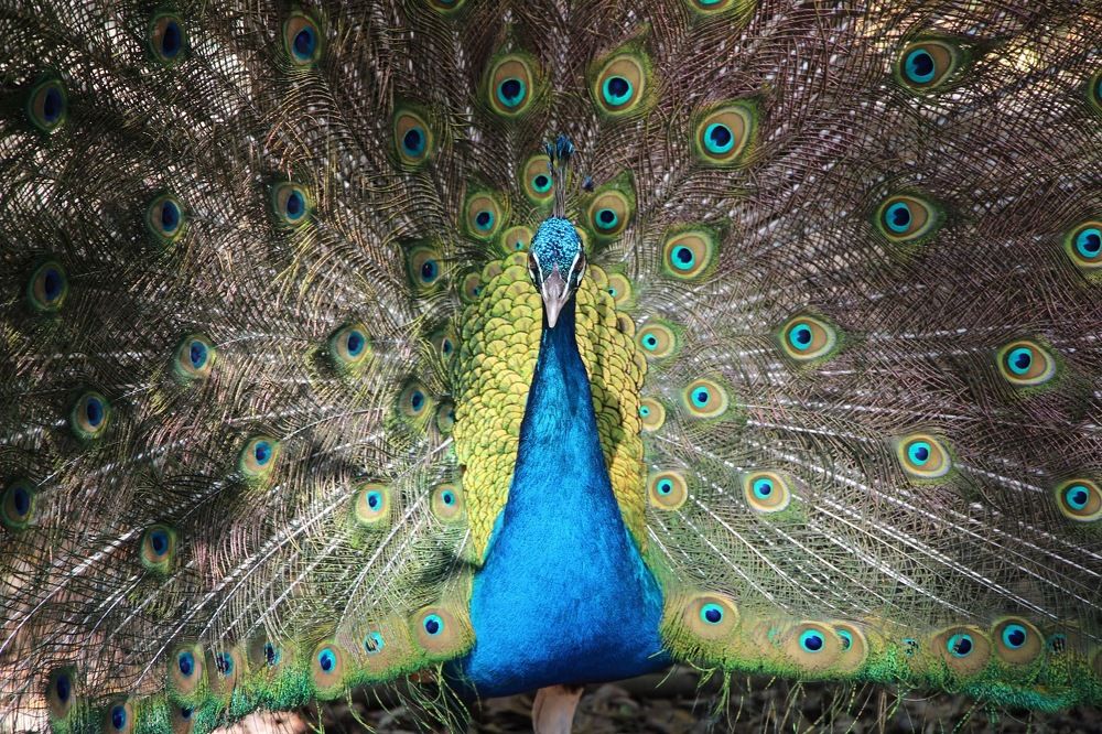 Photograph by Mauricio Mora Flores