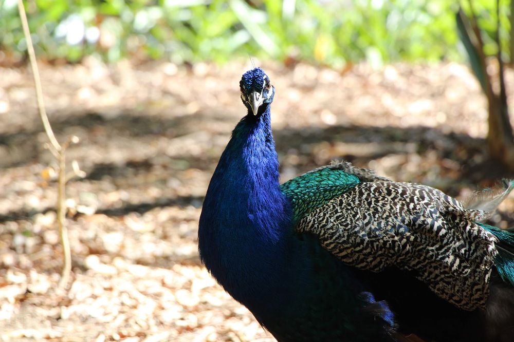 Photograph by Mauricio Mora Flores