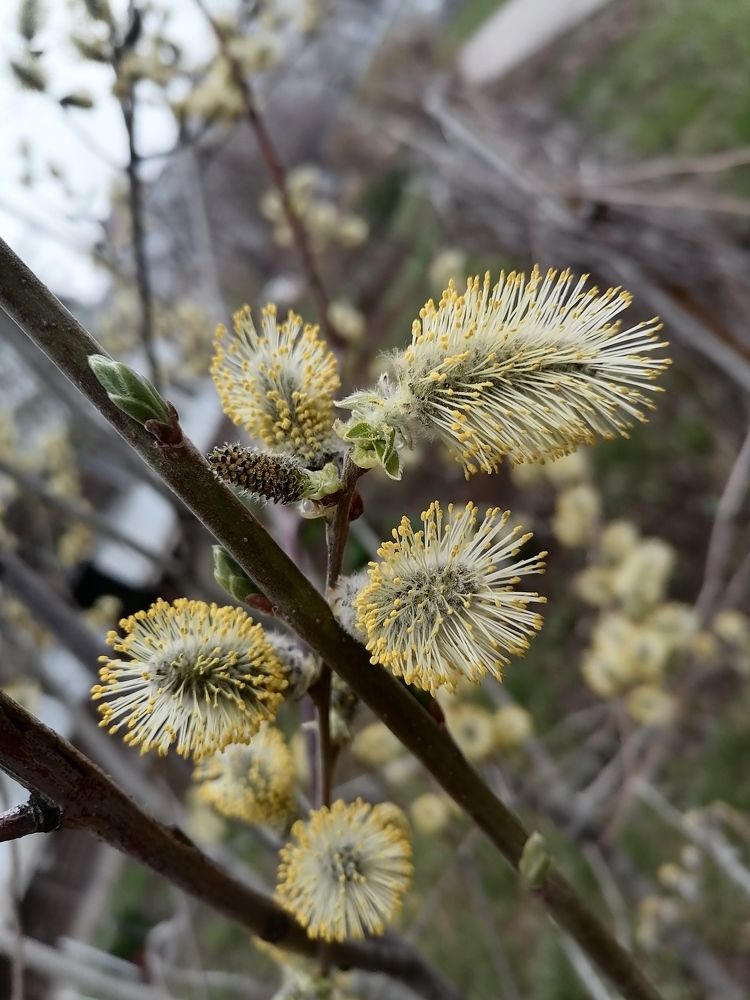 Фотография автора Любовь Панфилова