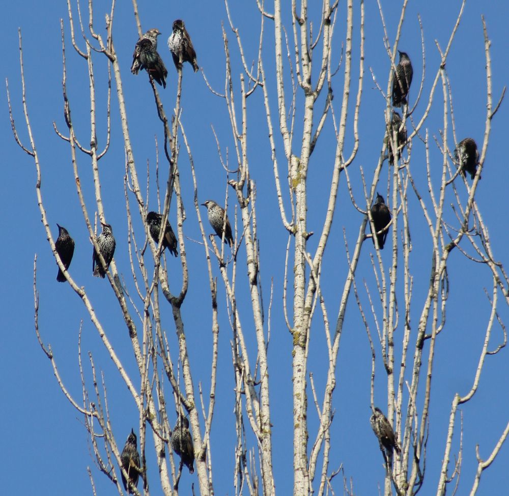 Photograph by Firdous Parray