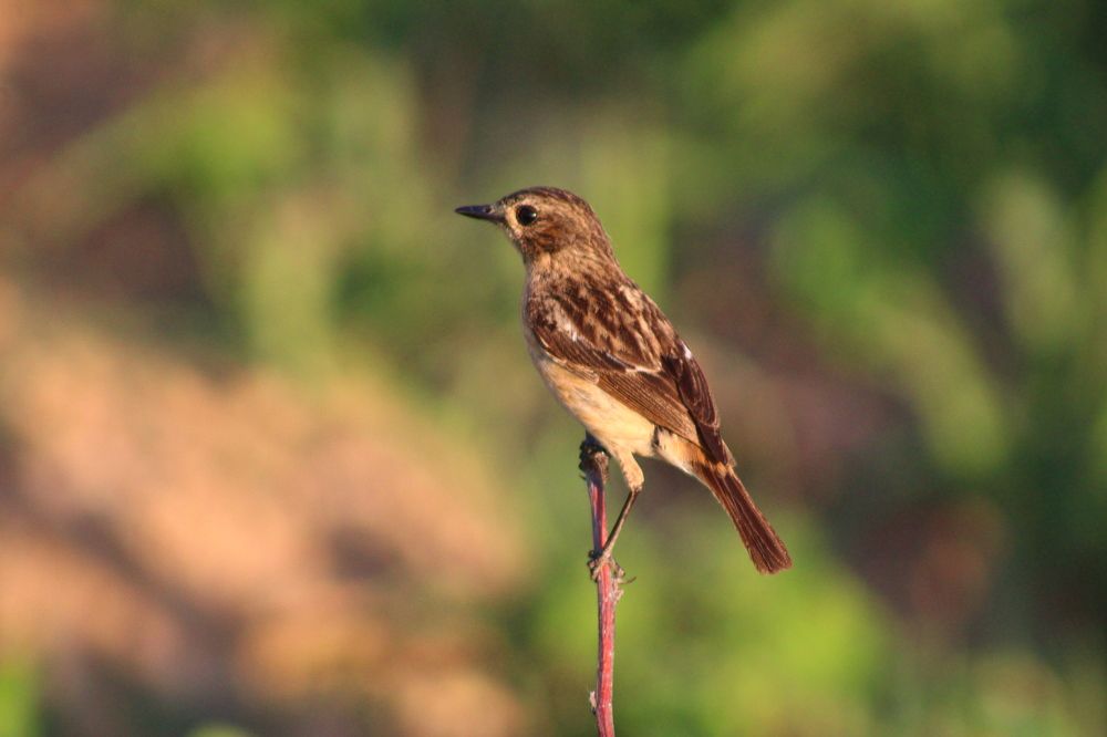 Photograph by Firdous Parray