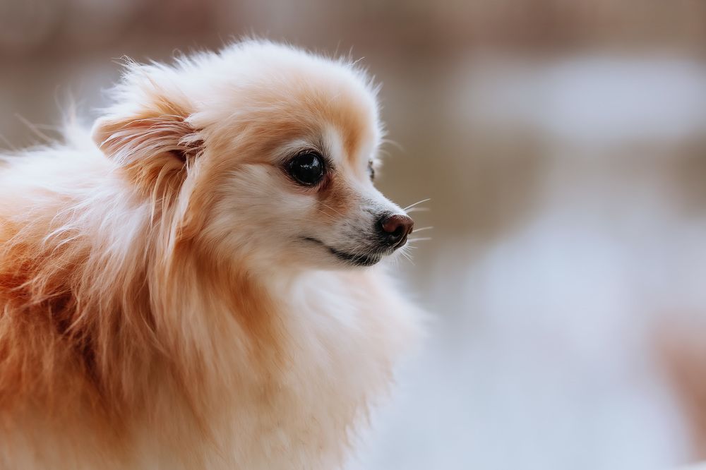 Фотография автора Валерия Афонасьева