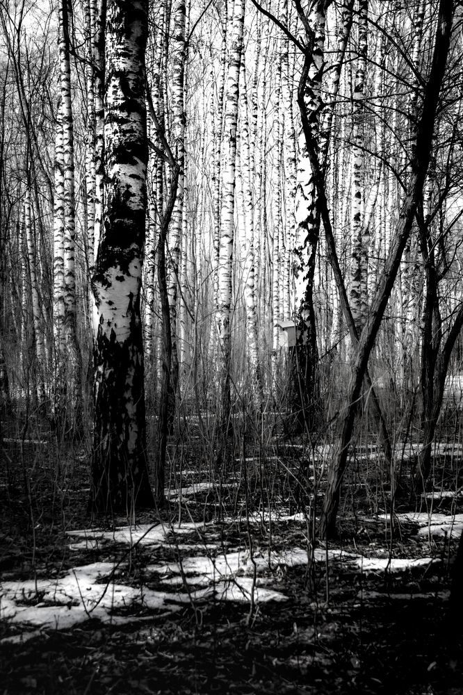 Photograph by Татьяна Хуссейн