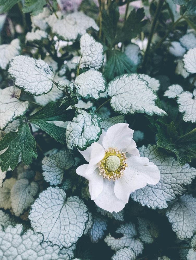 Photograph by Наталья Шёлкова