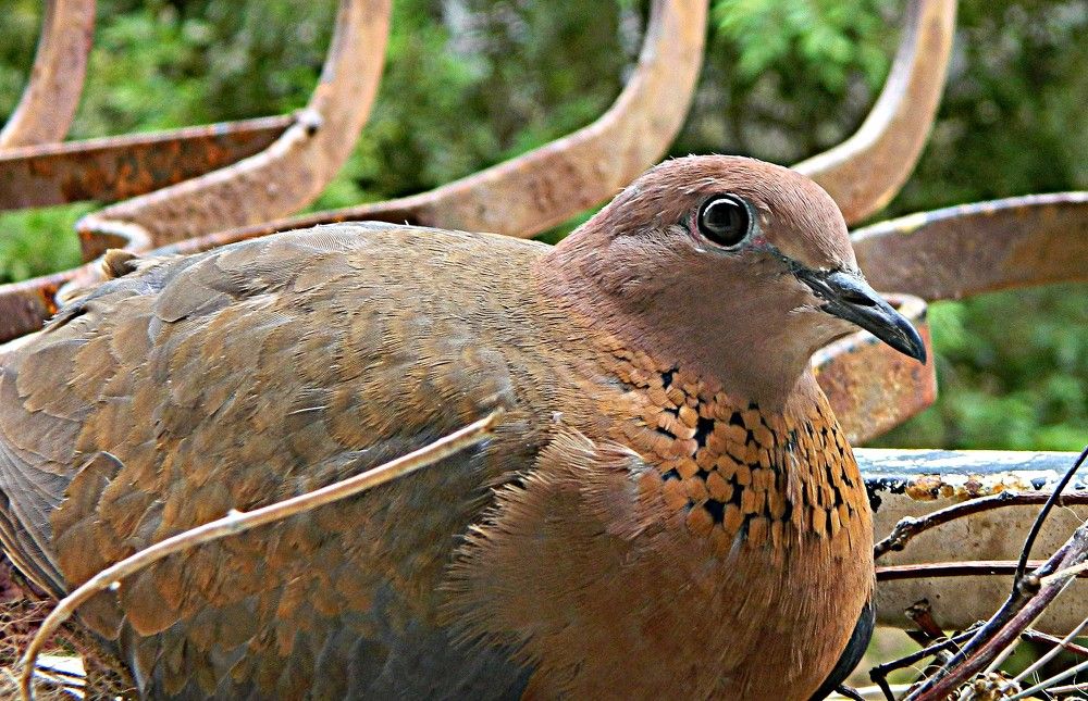 Фотография автора Сергей Рапопорт