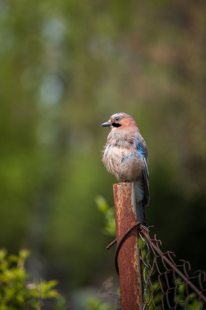 Фотография автора Анна Пикаленко