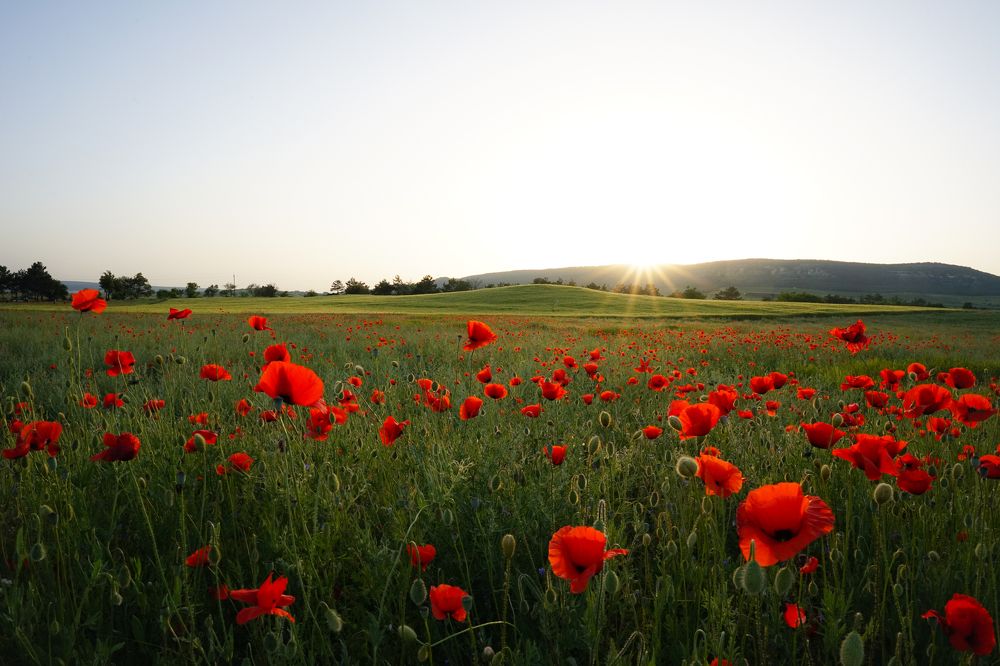 Фотография автора Seminegor