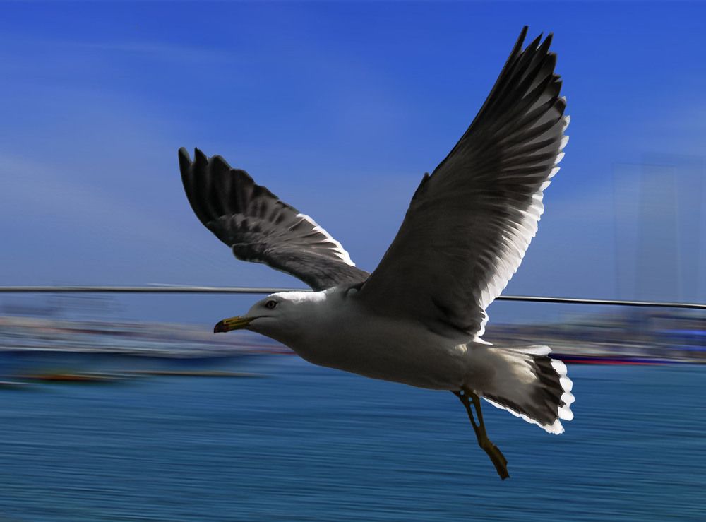 Photograph by Сергей Шаповалов