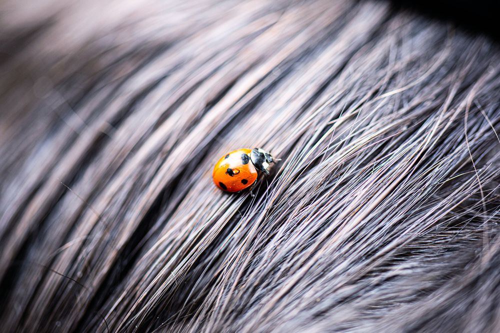 Photograph by Ирина Гентош