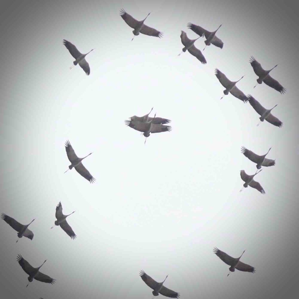 Фотография автора Михаил Копанс