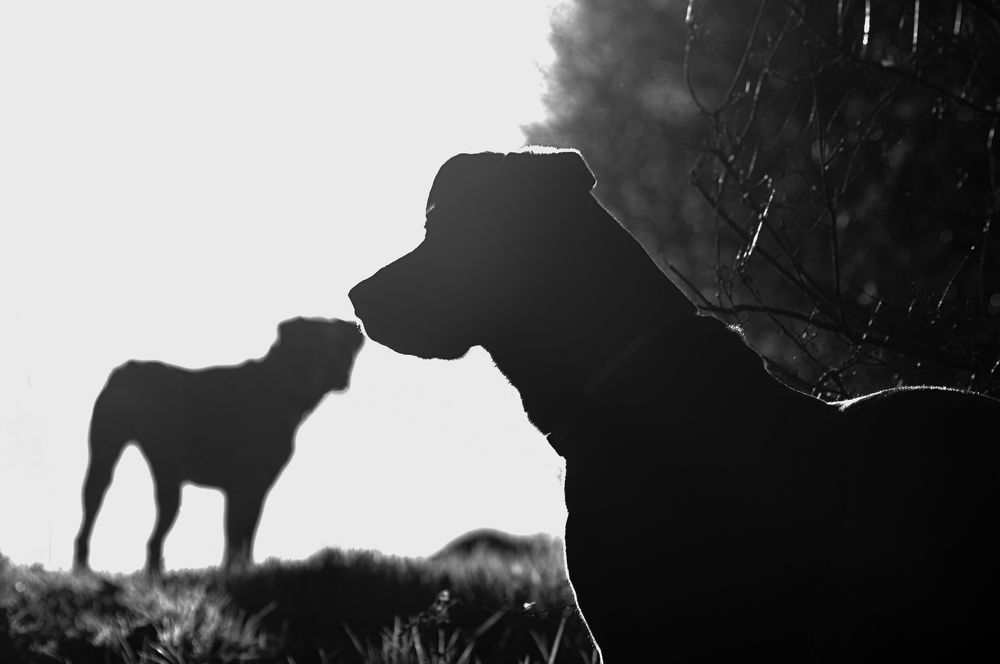 Фотография автора Adaya Iglesias