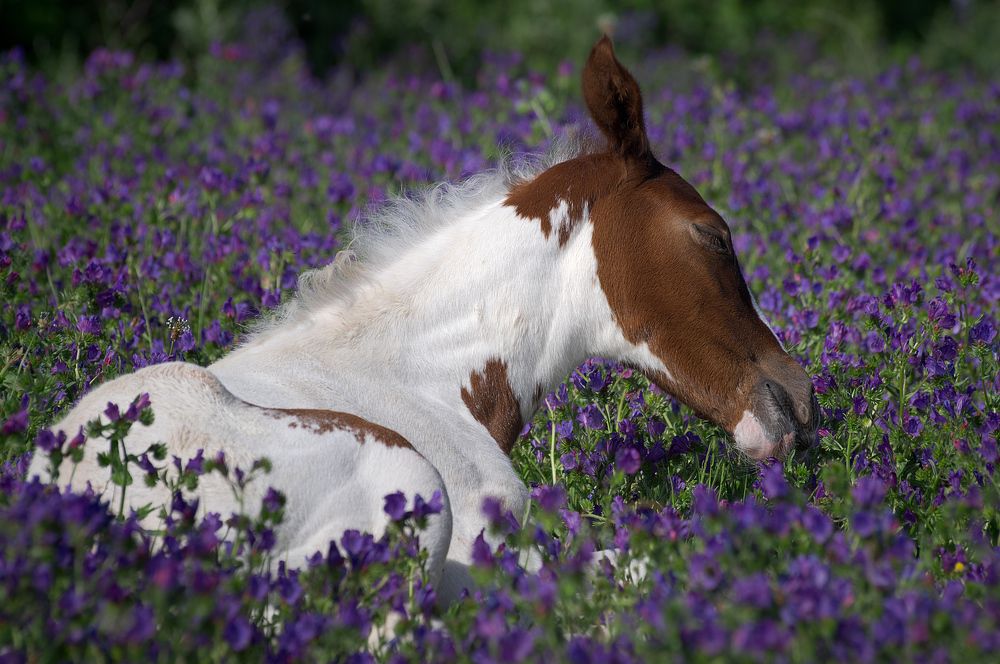 Фотография автора Adaya Iglesias